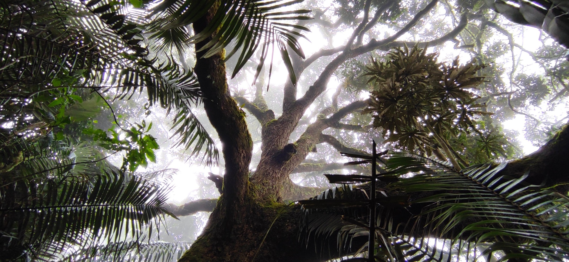 Looking up through a lush forest canopy with soft light